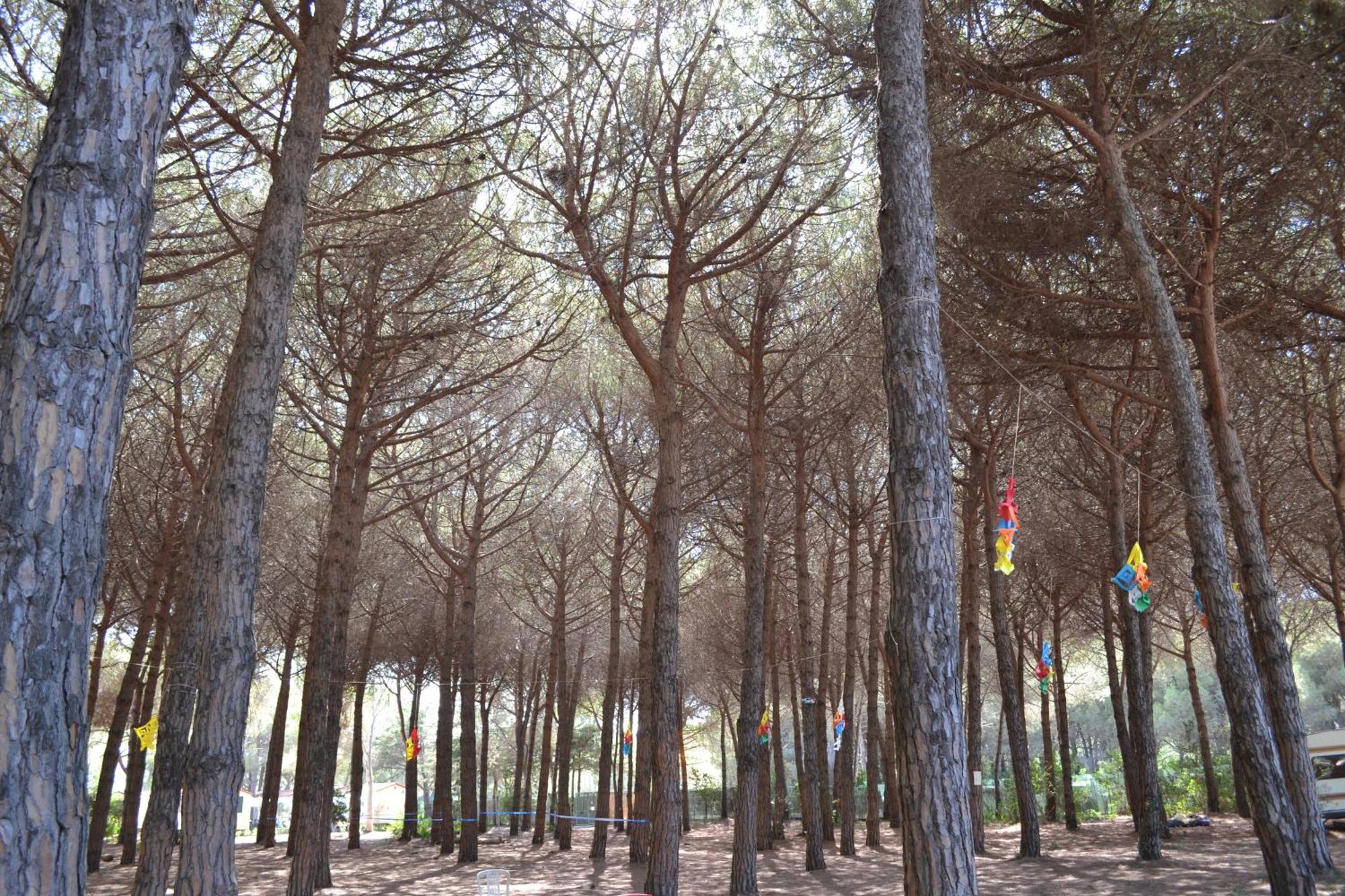 Giannella Camping Orbetello Bagian luar foto